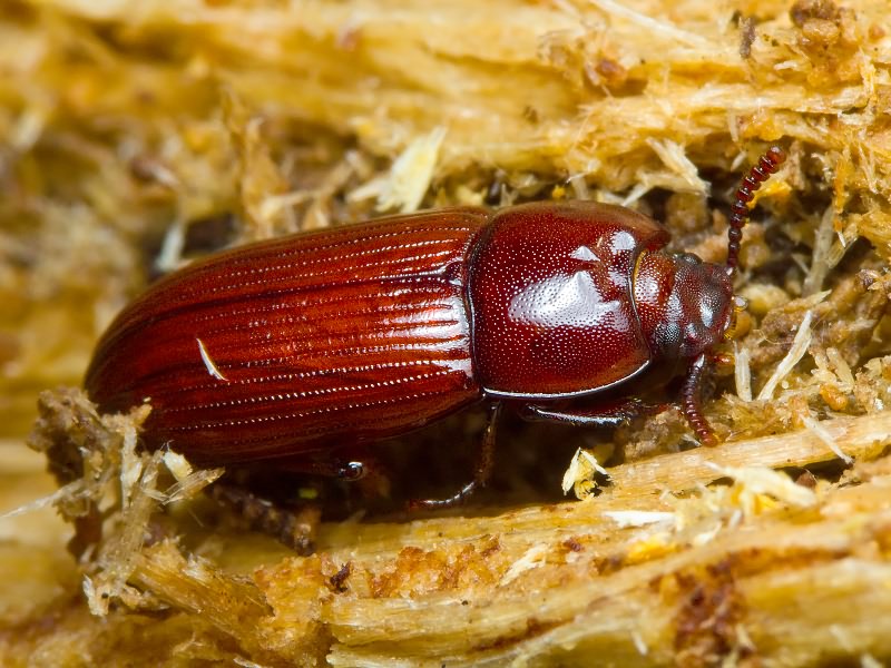 Uloma culinaris (Linnaeus, 1758)